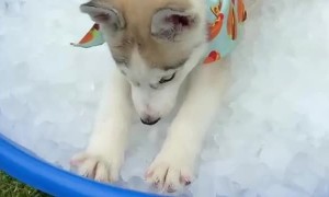 Husky Cools off From Hot Summer Sun