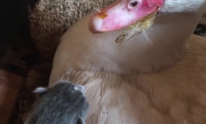 Nesting Duck Keeping Kitten Warm