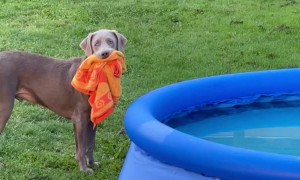 Puppy Wants an Early Morning Swim in New Pool