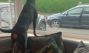 Rottweiler Extremely Happy to See Grandparents