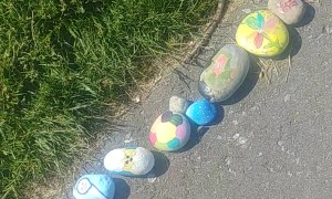 Community Rock Snake in Canada