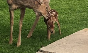 Doe Introduces Newborn Fawn