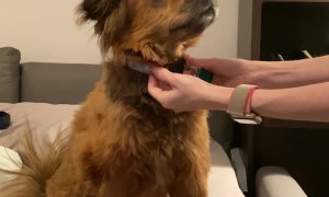 Grumpy Doggy Doesn't Like Harness