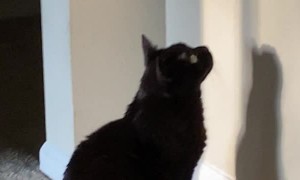 Kitty Stares at Bird Feeder's Shadow