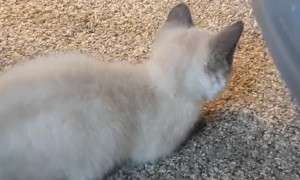 Playful Kitten Bumps Head Into Pole