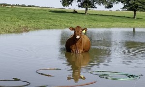 Pregnant Cow Cools off in the Pond