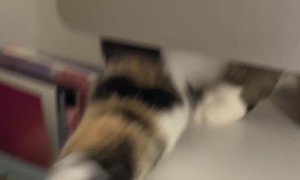 Kitty Coworker Wants Attention