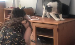 Costume Cat Ears Creep Out Kitty