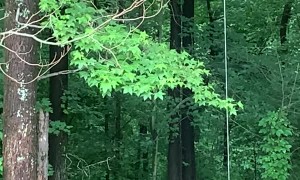 Squirrel Makes Massive Leap for Meal