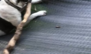 Dog Lives His Best Life on Hammock