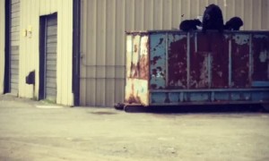Black Bear Family Foraging in Tall Dumpster