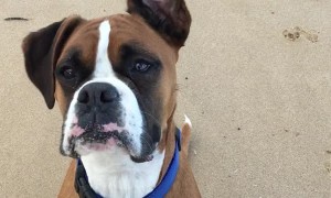 Boxer's Ears Waving in the Wind at the Beach