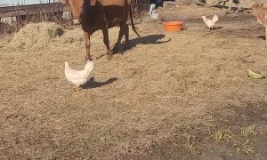 Momma Watusi Cow Calls Guinea Fowl For Baby Cow Security