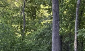 Bear Family Drop by for a Backyard Visit