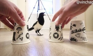 Shell Game is No Match for Clever Magpie