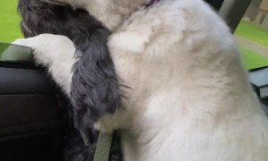 Dogs Share Car Window on Car Ride