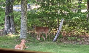 Deer and Golden Retriever Develop a Friendship