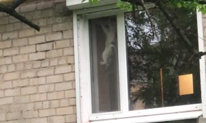 Cheeky Bird Taunts Kitty Through Window Screen