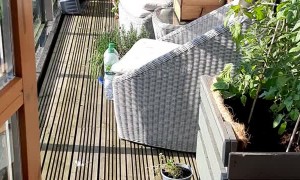 Yoshi the Cat Playing Fetch with Her Old Collar