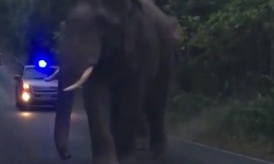 Elephants Teasing Each Other While Walking Down Road