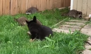 Family of Raccoons Befriend Lonely Puppy