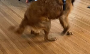 Energetic Golden Spins in Excitement After Walk