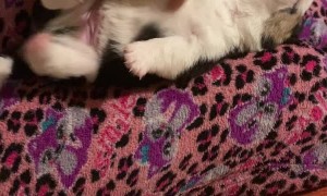 Corgi Puppy Loves Belly Scratches