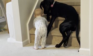 Protective Pup Keeps Kid From Climbing