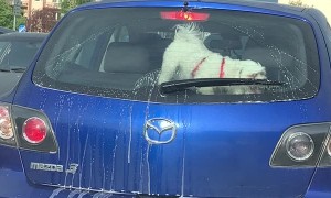 Doggy Tries to Play Fetch With Windshield Wiper