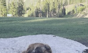 Doggy Searches Out the Last Snow of the Season