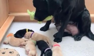 Lab mommy shares favorite toy with her puppies 