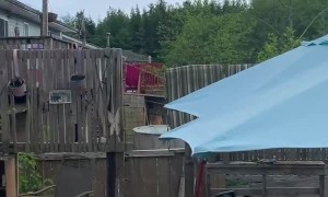 A Soar of Bald Eagles Swarm Backyard