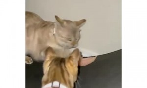 Mischievous cats steal chicken breast from their owner