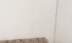 Cute Dog Climbs Out of Couch