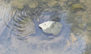 Fishrespect Your Surroundings Marshpit