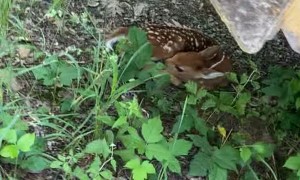 Pre Start Walk Around Uncovers Sleeping Deer Fawn