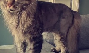 Kitty Has Strange Sounding Growl