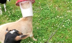 Goat Gets Head Stuck in Chicken Feeder