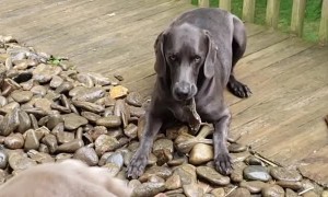 Weimaraner Wants to Bring Frog Inside