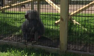 Monkey Throws Dirt at Zoo Visitors