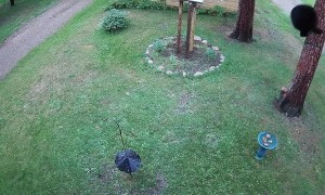 Tiny Dog Chases Bear up Tree