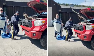 Mounties work together to free hawk trapped behind truck's grill