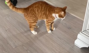 Sound of Carpet Scraping Creeps Out Kitty