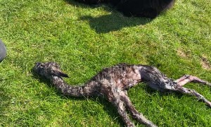 Wiping Down a New Alpaca Baby