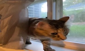 Neighbor Cat Sneaks up on Cat Staring Out of the Window