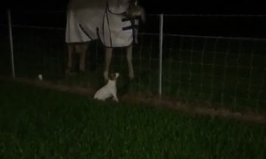 The Tall Tale of the Horse, the Dog and the Possum