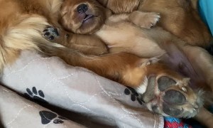 Deeply Sleeping Puppy Enjoys Energetic Dream