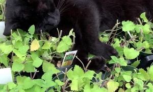 Black Cat Basking in Greenhouse Catnip