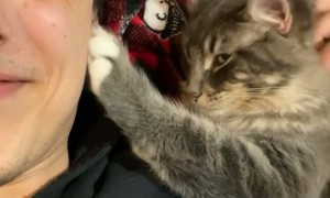 Owner Pets Cat, Cat Pets Owner