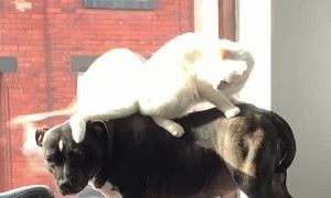 Cute Cat Stands on Staffordshire Bull Terrier's Back